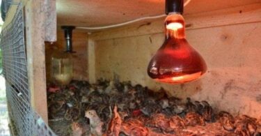 Освещение в курятнике зимой