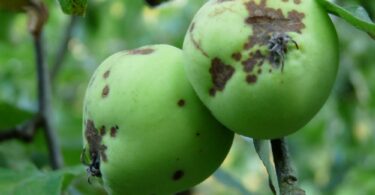 бороться с паршой на яблоне