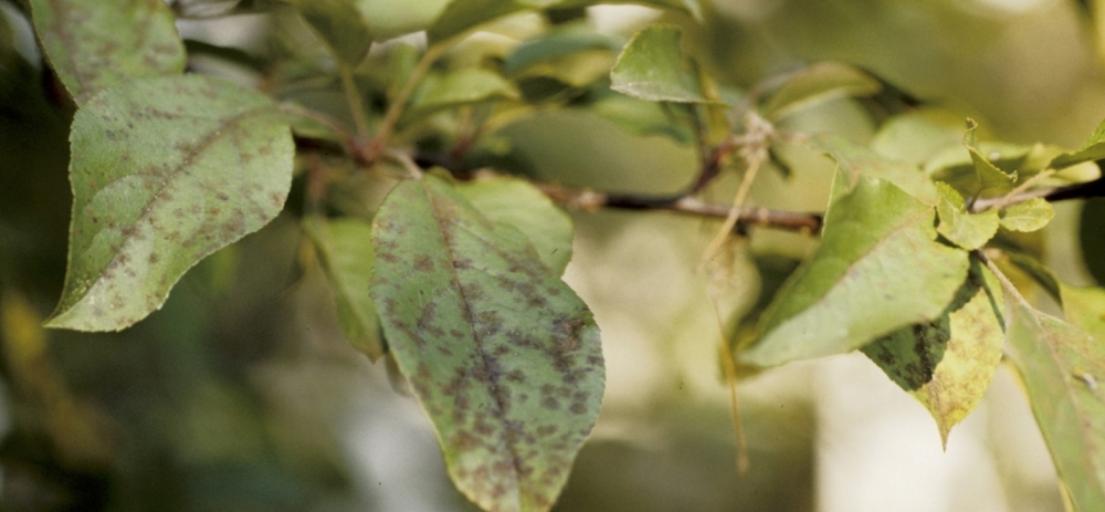 обработка яблонь от парши