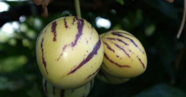 Выращивание пепино