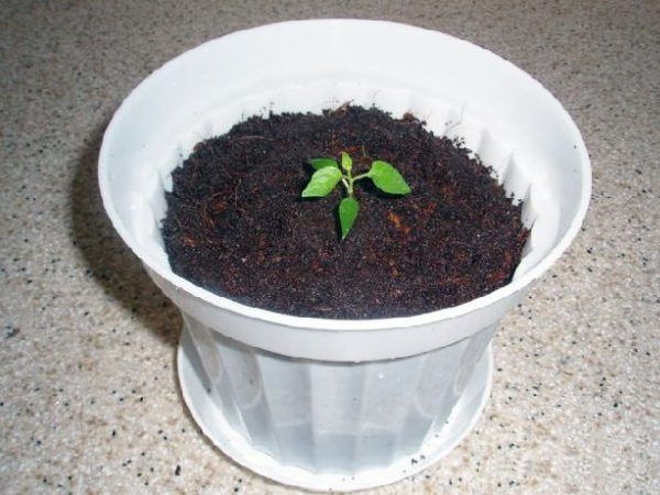 посадить перец чили из семян дома