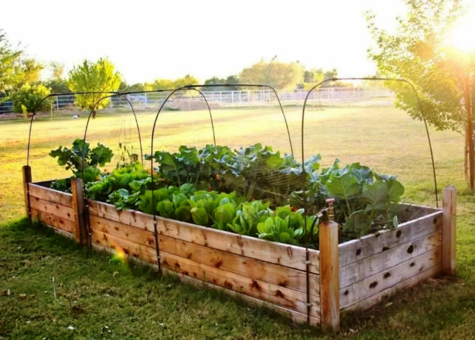 перегной что это такое