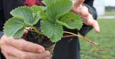 Пересадка клубники осенью