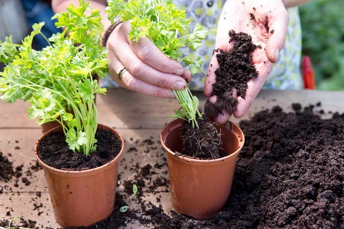 петрушка на подоконнике выращивание из семян