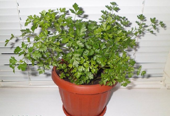вырастить петрушку дома