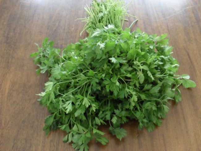 петрушка на подоконнике выращивание из семян