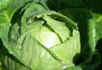 Болезни капусты