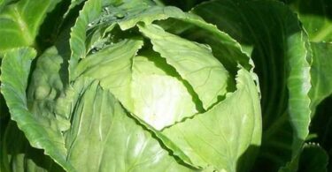 Болезни капусты