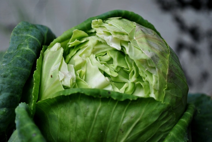 почему капуста трескается