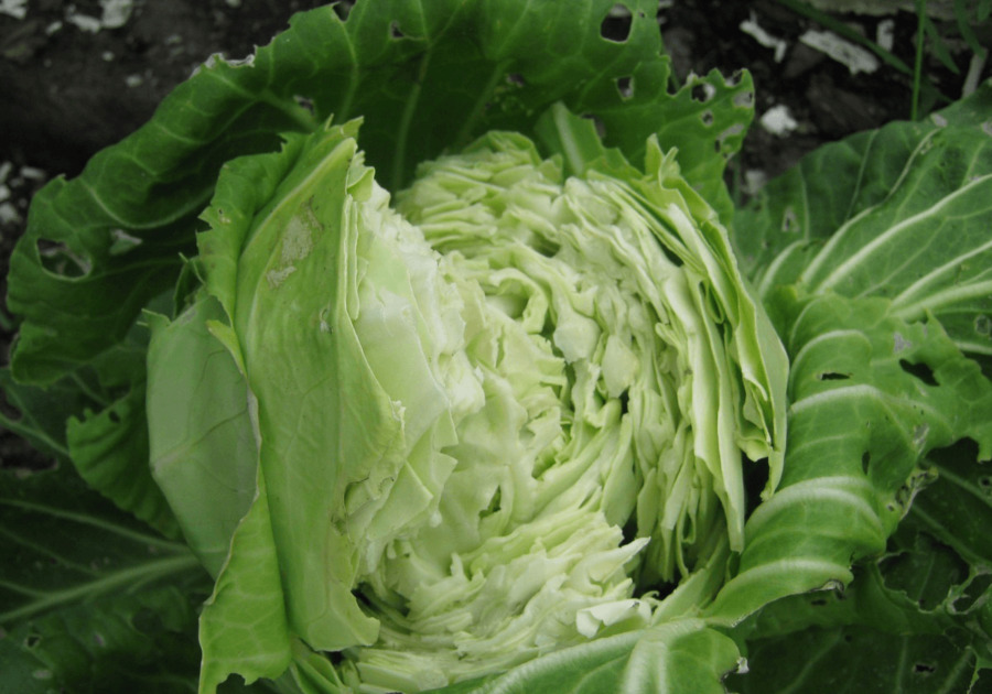 болезни капусты белокочанной