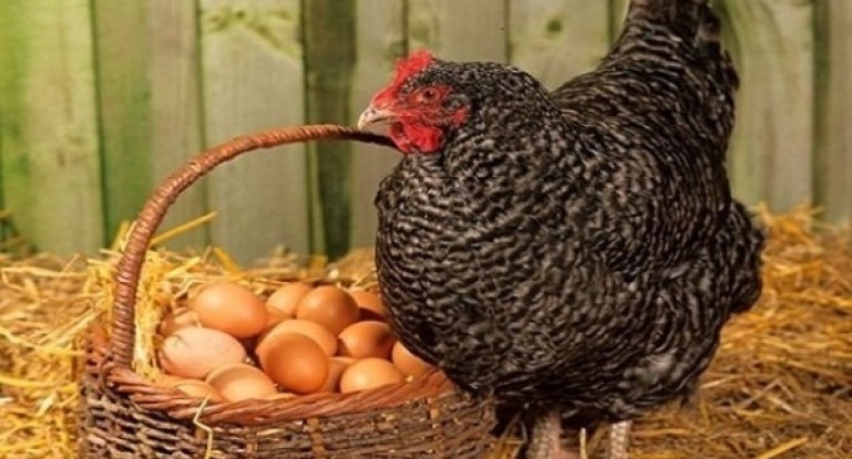 Jak obnovit produkci vajec u kuřat?