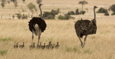 Прячет страус голову в песок