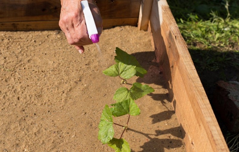 черная смородина болезни и лечение