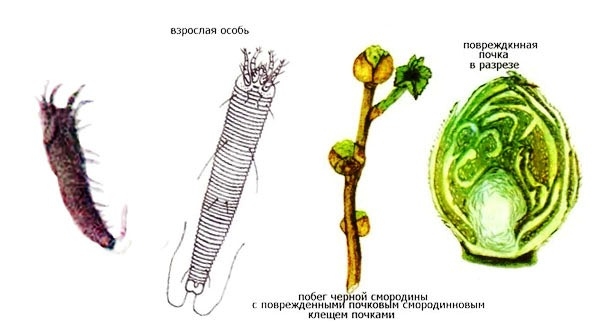 почковый клещ на смородине меры борьбы