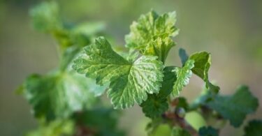 Черная смородина