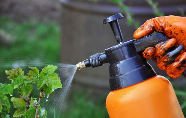 черная смородина болезни и лечение