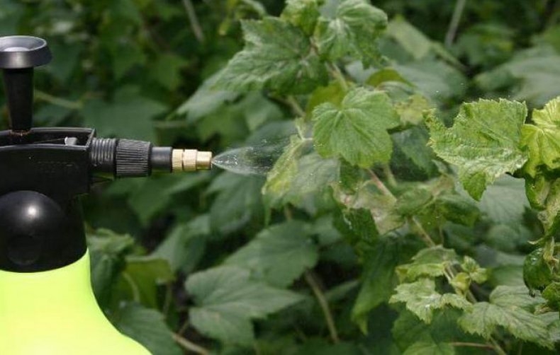 черная смородина болезни и лечение