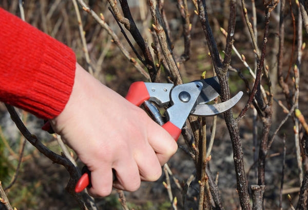 почковый клещ на смородине меры борьбы
