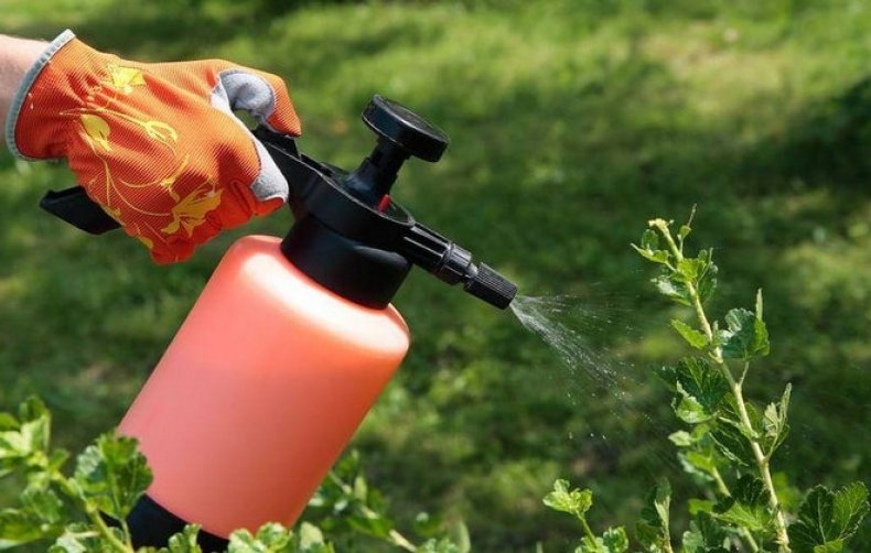 какое насекомое спасает смородину от тли