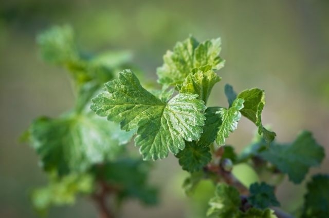 какое насекомое спасает смородину от тли