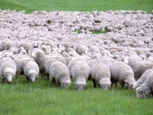 испанский меринос