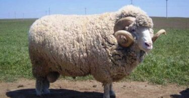 Овцы породы меринос