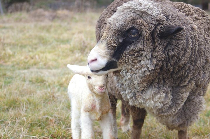 советский меринос