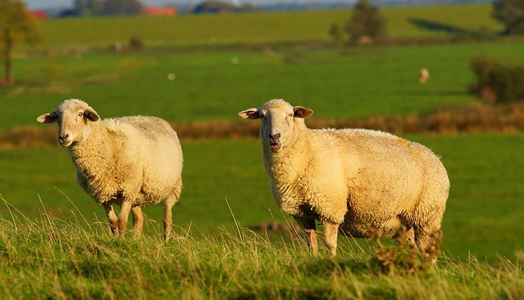 порода меринос