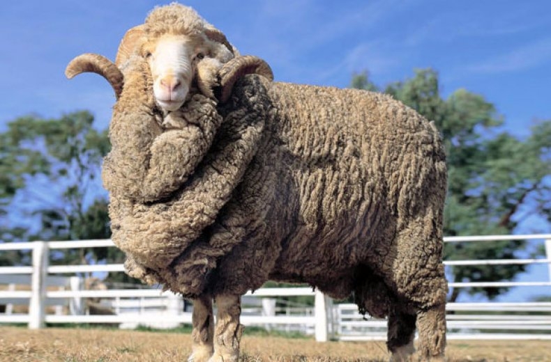 кто такой меринос фото