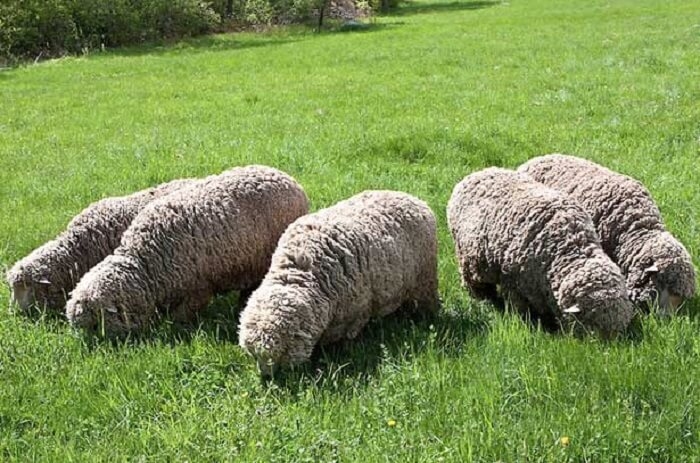 мериносы порода овец