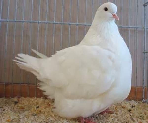 породистые голуби