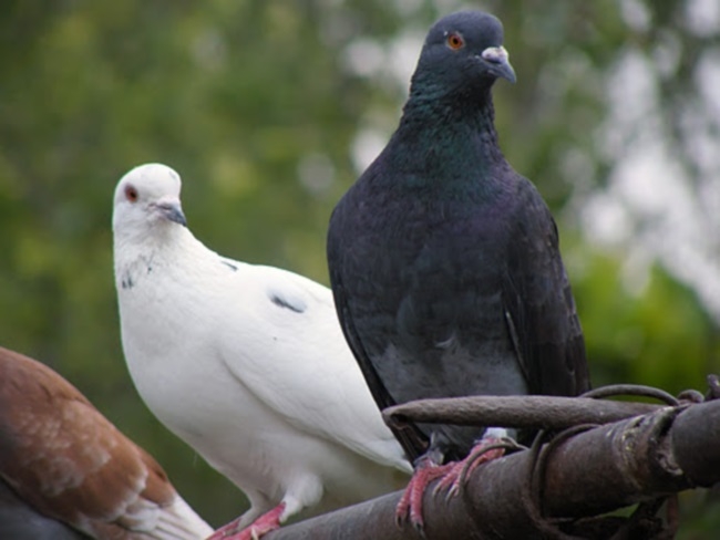 породистые голуби