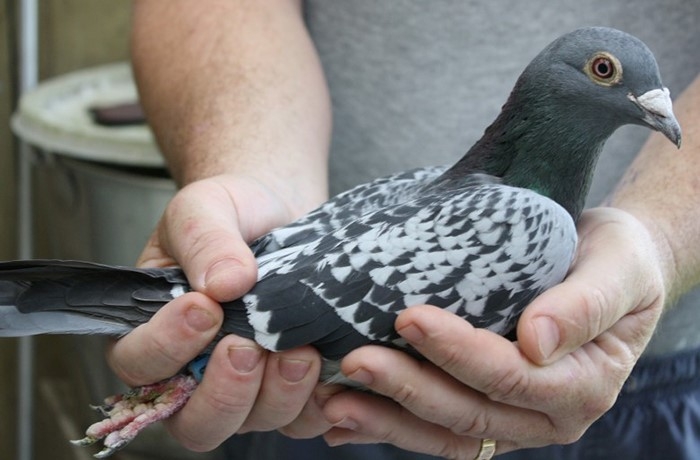 виды голубей фото и названия