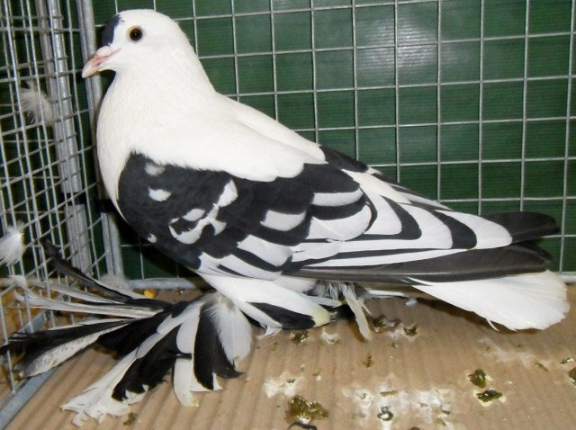 разновидность голубей