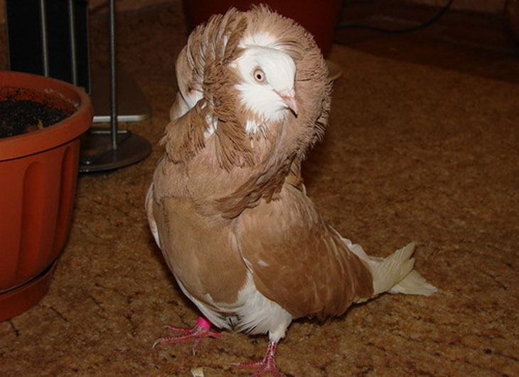 виды голубей фото и названия