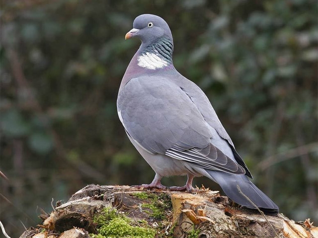 разновидность голубей