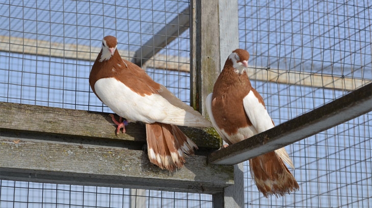 породистые голуби