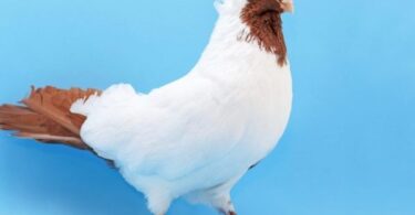 Виды голубей