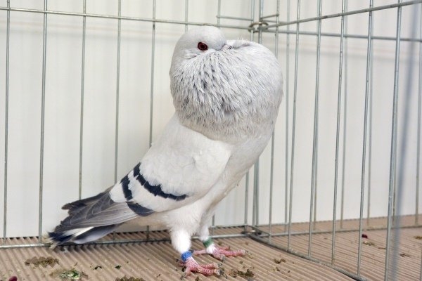 разновидность голубей