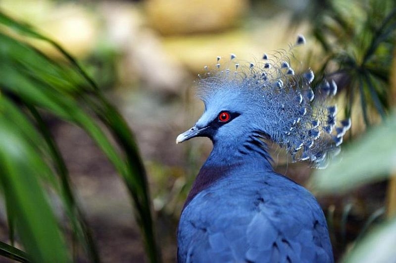 породы голубей с фотографиями и названиями