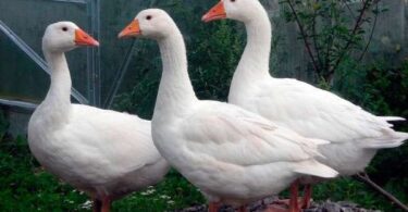 Породы гусей для домашнего разведения