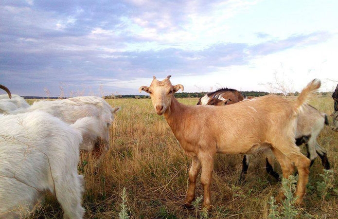 породистые козы