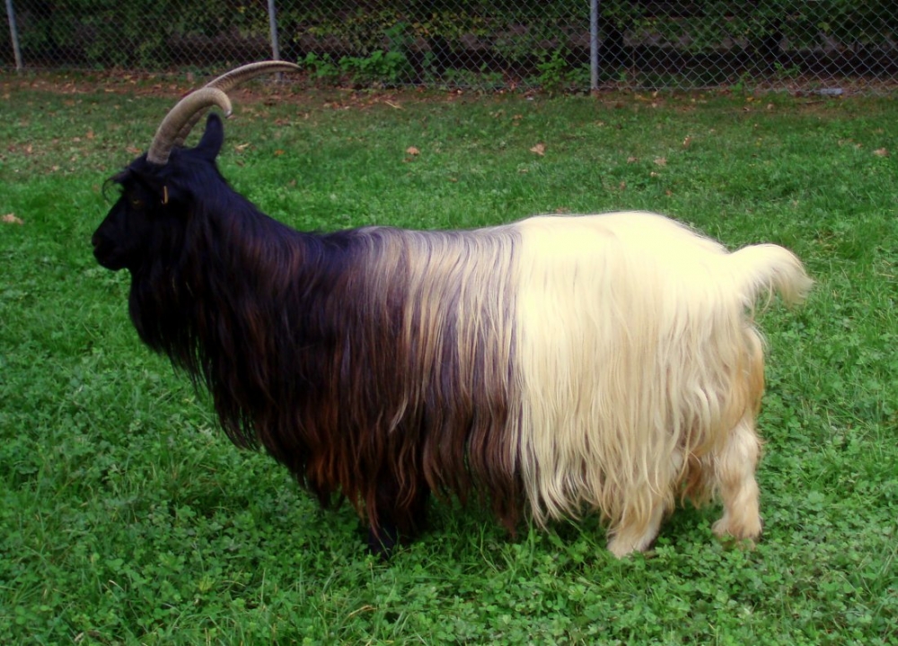 породы коз с фото и описанием