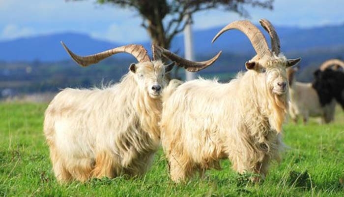 породистые козы