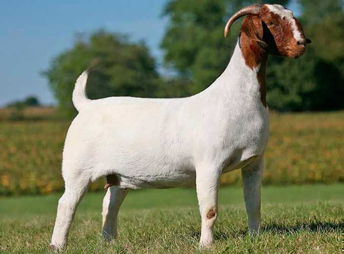 Породы молочных коз с фото