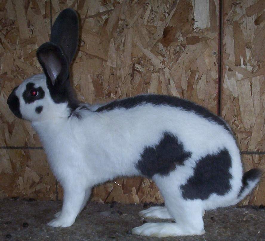 породистые кролики