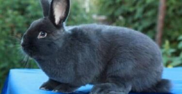 Самые красивые кролики