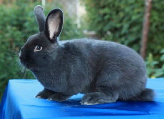 какая порода кроликов самая устойчивая к болезням