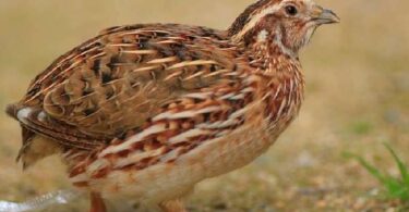 Виды перепелов