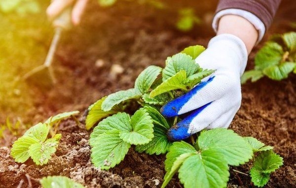 посадка клубники весной в открытый грунт